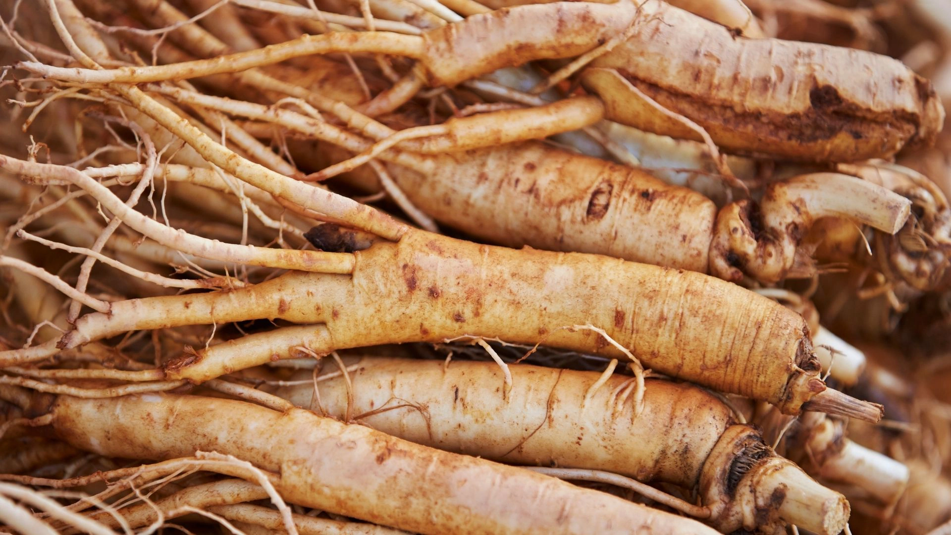 Ginseng Nedir Ne İşe Yarar Faydaları Nelerdir