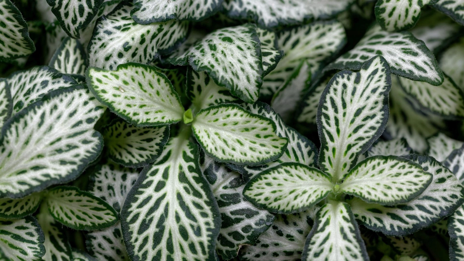 fittonia.webp