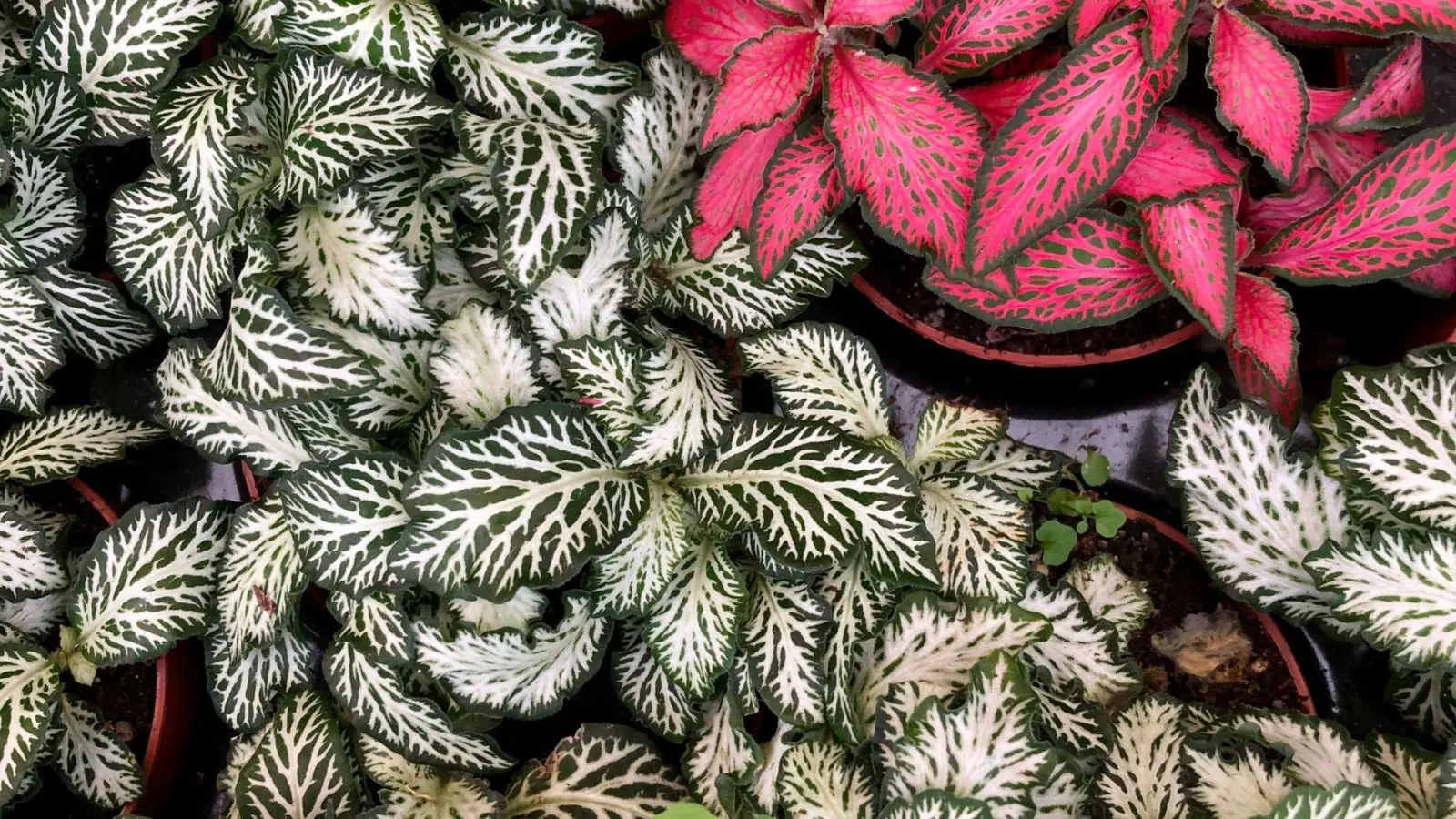 fittonia23.webp