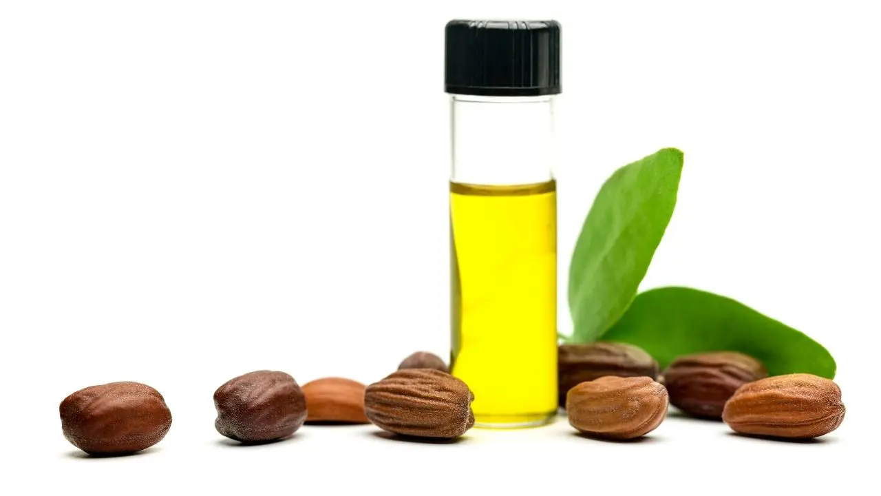 jojoba8.webp