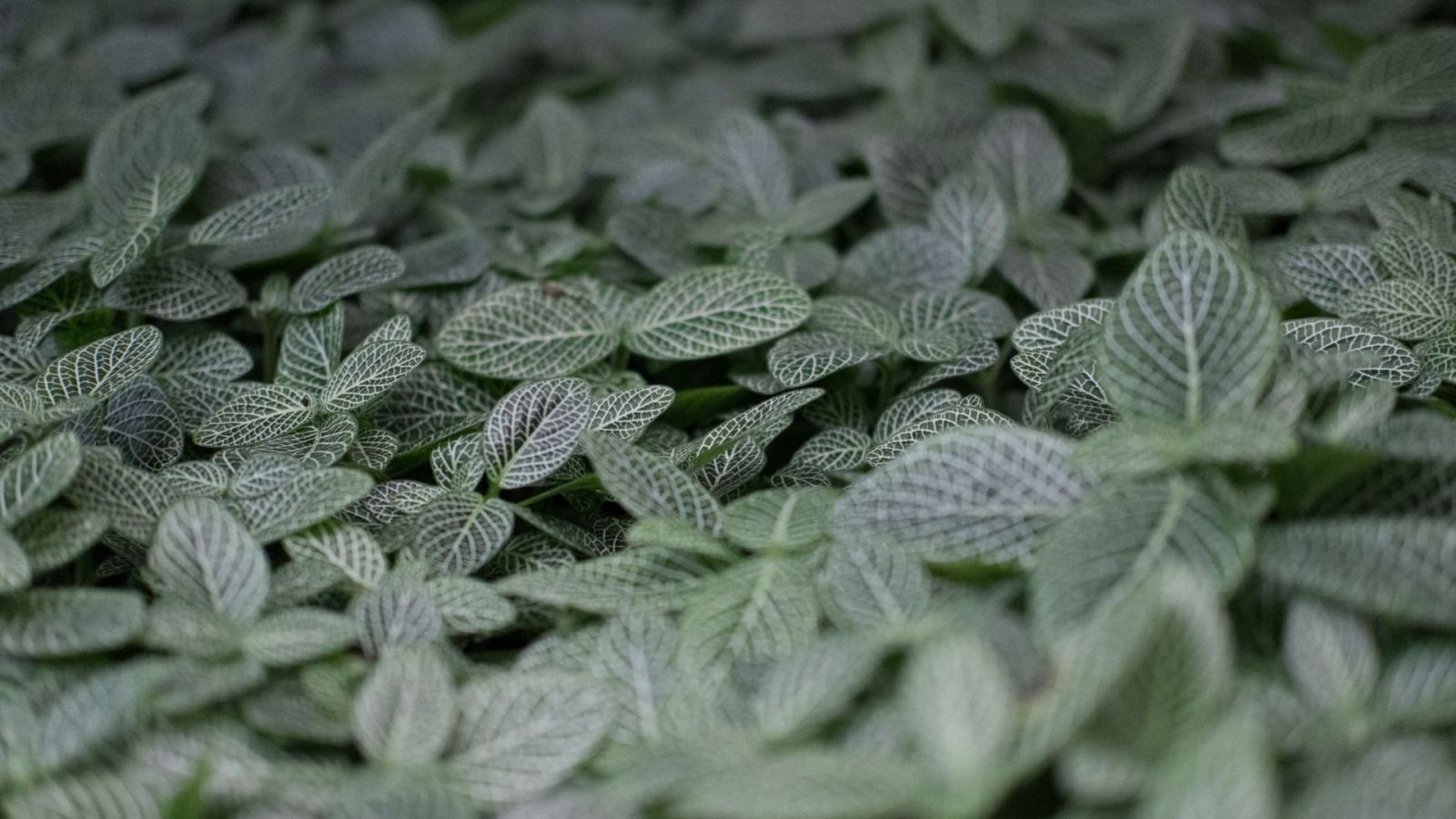 Fittonia Bakımı