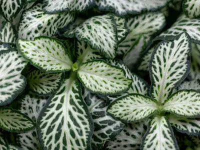 fittonia.webp